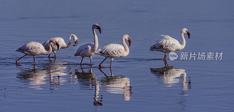 小火烈鸟(Phoenicopterus minor)是一种发生在撒哈拉以南非洲的火烈鸟。纳库鲁湖国家公园，肯尼亚。喂食。